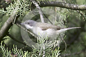 Lesser whitethroat in natural habitat - close up / Sylvia curruca