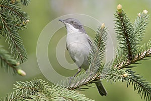 Lesser whitethroat in natural habitat - close up / Sylvia curruca