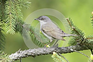 Lesser whitethroat in natural habitat - close up / Sylvia curruca