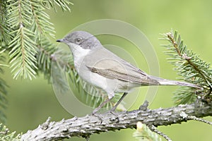 Lesser whitethroat in natural habitat - close up / Sylvia curruca