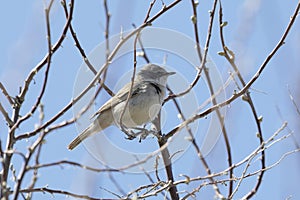 Lesser whitethroat sits on  tree branch in spring