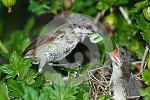 Lesser Whitethroat, Sylvia curruca