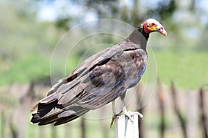 Lesser Yellow-headed Vulture Cathartes burrovianus