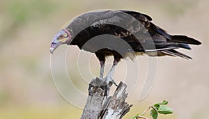 Lesser yellow-headed vulture Cathartes burrovianus