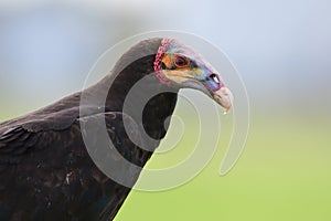 Lesser yellow-headed Vulture Cathartes burrovianus