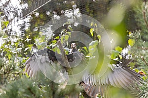 Lesser Yellow-headed Vulture (Cathartes burrovianus)