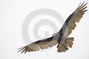 Lesser Yellow-headed Vulture (Cathartes burrovianus) photo