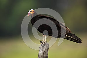 Lesser Yellow-headed Vulture, Cathartes burrovianus, Pantanal, Brazil