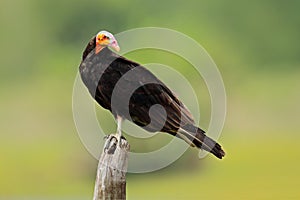 Lesser Yellow-headed Vulture, Cathartes burrovianus, Pantanal, Brazil. Vulture with coloured. pink and blue, bald head. Black bird