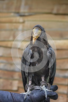 Lesser yellow-headed vulture, Cathartes burrovianus, the savannah vulture is on the man hand