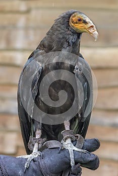 Lesser yellow-headed vulture, Cathartes burrovianus, the savannah vulture is on the man hand. Portrait Vertical photo