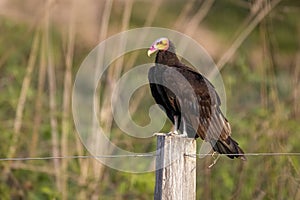 Lesser yellow headed vulture, Pantanal Wetlands, Mato Grosso, Brazil