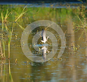 Lesser Yellowleg dancing at wetland swamp photo