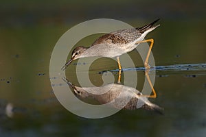 Lesser yellowlegs
