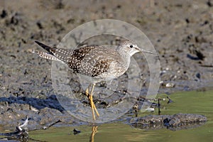 Lesser yellowlegs bird