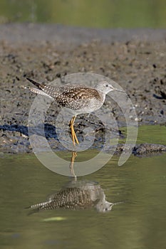 Lesser yellowlegs bird