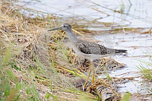 Lesser yellowlegs bird