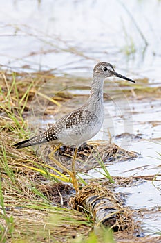 Lesser yellowlegs bird