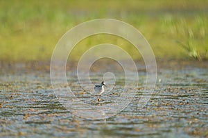 Lesser Yellowlegs feeding at mutflat photo