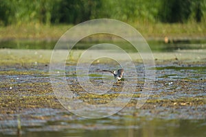 Lesser Yellowlegs feeding at mutflat photo
