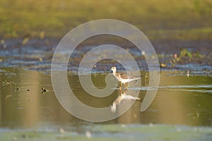 Lesser Yellowlegs feeding at mutflat photo