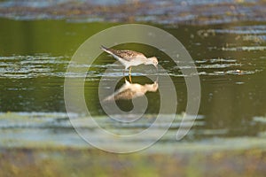 Lesser Yellowlegs feeding at mutflat photo