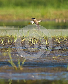 Lesser Yellowlegs feeding at mutflat photo