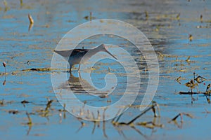 Lesser Yellowlegs feeding at wetland swamp