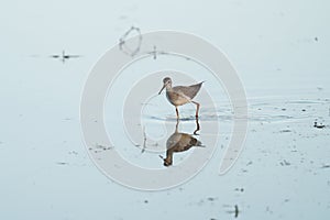 Lesser Yellowlegs feeding at wetland swamp