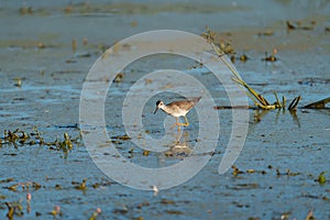 Lesser Yellowlegs feeding at wetland swamp