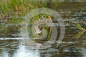 Lesser Yellowlegs feeding at wetland swamp