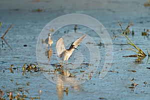 Lesser Yellowlegs feeding at wetland swamp