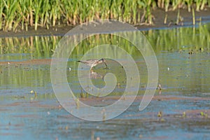 Lesser Yellowlegs feeding at wetland swamp