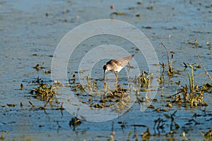 Lesser Yellowlegs feeding at wetland swamp