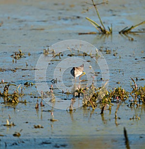 Lesser Yellowlegs feeding at wetland swamp