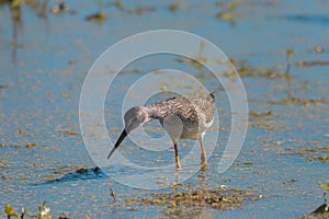 Lesser Yellowlegs feeding at wetland swamp