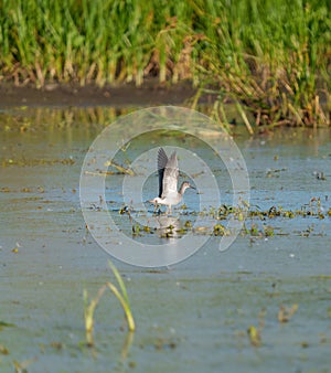 Lesser Yellowlegs feeding at wetland swamp