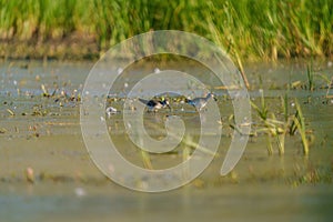 Lesser Yellowlegs feeding at wetland swamp