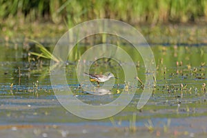 Lesser Yellowlegs feeding at wetland swamp