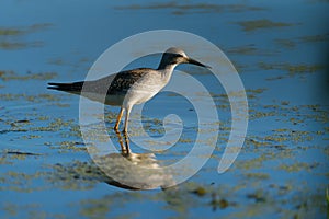 Lesser Yellowlegs feeding at wetland swamp