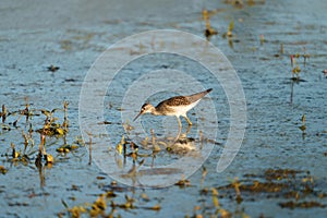 Lesser Yellowlegs feeding at wetland swamp