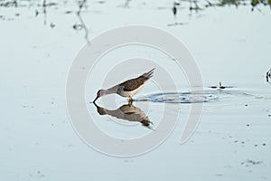 Lesser Yellowlegs feeding at wetland swamp