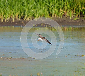 Lesser Yellowlegs flying at wetland swamp