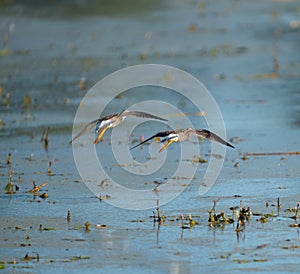 Lesser Yellowlegs flying at wetland swamp