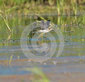 Lesser Yellowlegs flying at wetland swamp