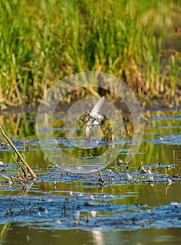 Lesser Yellowlegs flying at wetland swamp