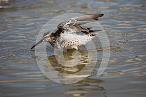 Lesser Yellowlegs taking a bath