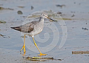 Lesser Yellowlegs (Tringa flavipes)