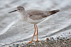 Lesser yellowlegs (tringa flavipes)