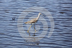 Lesser yellowlegs wading in a saltwater pond, Merritt Island, Fl